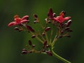 Beautiful Red Color Indian Flower. Jatropha integerrima Royalty Free Stock Photo