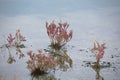 Beautiful red color leaves of sea blite plant in sea shore wet l