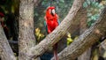 Beautiful red colorful macaw parrot sitting on the tree branch in zoo aviary Royalty Free Stock Photo