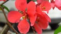 Beautiful Red Colour Blooming Bush Shrub. Chaenomeles japonica 'Sargentii' / Japanese Quince Royalty Free Stock Photo