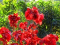 Beautiful red colour plant Acalypha wilkesiana, or copperleaf and JacobÃ¢â¬â¢s coat. Royalty Free Stock Photo