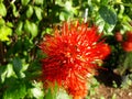 Beautiful red Combretaceae flower
