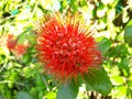 Beautiful red Combretaceae flower