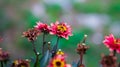 Common zinnia red flower with a fly Royalty Free Stock Photo