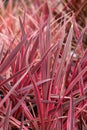 Beautiful red cordyline festival raspberry plants in nursery