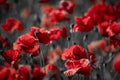 Beautiful red corn poppy flowers on black and white background. Remembrance day concept Royalty Free Stock Photo