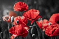 Beautiful red corn poppy flowers on black and white background. Remembrance day concept Royalty Free Stock Photo