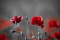 Beautiful red corn poppy flowers on black and white background. Remembrance day concept Royalty Free Stock Photo