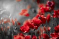 Beautiful red corn poppy flowers on black and white background. Remembrance day concept Royalty Free Stock Photo