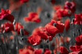 Beautiful red corn poppy flowers on black and white background. Remembrance day concept Royalty Free Stock Photo