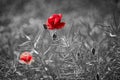 Beautiful red corn poppy flowers on black and white background. Remembrance day concept Royalty Free Stock Photo