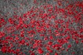 Beautiful red corn poppy flowers on black and white background. Remembrance day concept Royalty Free Stock Photo