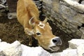 A Beautiful Red Cow in the Indian Himalaya Royalty Free Stock Photo