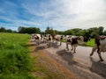 Beautiful red cows return from the pasture to the farm. Evening sun, beautiful nature Royalty Free Stock Photo