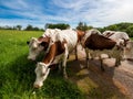 Beautiful red cows return from the pasture to the farm. Evening sun, beautiful nature Royalty Free Stock Photo