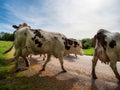 Beautiful red cows return from the pasture to the farm. Evening sun, beautiful nature Royalty Free Stock Photo