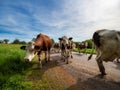 Beautiful red cows return from the pasture to the farm. Evening sun, beautiful nature Royalty Free Stock Photo