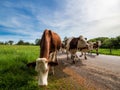 Beautiful red cows return from the pasture to the farm. Evening sun, beautiful nature Royalty Free Stock Photo