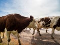 Beautiful red cows return from the pasture to the farm. Evening sun, beautiful nature Royalty Free Stock Photo