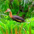 Beautiful Red-crested Duck in the Florida Everglades AI Generated