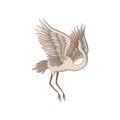 Beautiful red-crowned crane in flying action with wide open wings. Bird with long thin beak, legs and neck. Flat vector