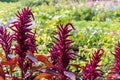 Beautiful red curved leaves of Amaranthus gangeticus or tricolor on the flower bed in a garden in summer