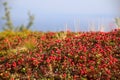 Beautiful red cushion of dwarf cornel (Cornus suecica) Royalty Free Stock Photo
