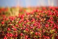 Beautiful red cushion of dwarf cornel (Cornus suecica) Royalty Free Stock Photo