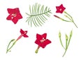 Beautiful Red Cypress Vine Flower Leaves Petals and Buds isolated on a white background Royalty Free Stock Photo