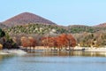 Beautiful red cypress wood in mountain lake in Sukko by Anapa, Russia. Autumn scenic landscape. Caucasus mountains. Taxodium Royalty Free Stock Photo