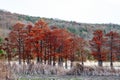 Beautiful red cypress wood in mountain lake in Sukko by Anapa, Russia. Autumn scenic landscape. Caucasus mountains. Taxodium Royalty Free Stock Photo