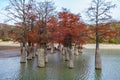 Beautiful red cypress wood in mountain lake in Sukko by Anapa, Russia. Autumn scenic landscape. Caucasus mountains. Taxodium Royalty Free Stock Photo