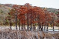 Beautiful red cypress wood in mountain lake in Sukko by Anapa, Russia. Autumn scenic landscape. Caucasus mountains. Taxodium Royalty Free Stock Photo