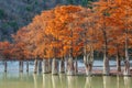 Beautiful red cypress wood in mountain lake in Sukko by Anapa, Russia. Autumn scenic landscape. Caucasus mountains. Taxodium Royalty Free Stock Photo