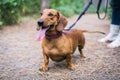 Beautiful red dachshund on a leash walks with the owner in a park amongst green trees outdoors