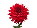 Beautiful red dahlia Royalty Free Stock Photo