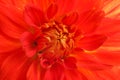 Beautiful red dahlia flower, closeup view Royalty Free Stock Photo