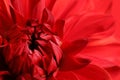 Beautiful red dahlia flower, closeup view Royalty Free Stock Photo