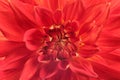 Beautiful red dahlia flower, closeup view Royalty Free Stock Photo