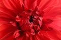 Beautiful red dahlia flower, closeup view Royalty Free Stock Photo