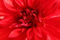 Beautiful red dahlia flower, closeup view. Royalty Free Stock Photo