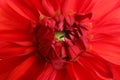 Beautiful red dahlia flower, closeup view. Royalty Free Stock Photo