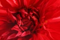 Beautiful red dahlia flower, closeup view. Royalty Free Stock Photo