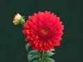 Beautiful red dahlia flower on a dark green background Royalty Free Stock Photo