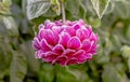 Beautiful Red Dahlia Flower in the Garden with Rime on Petals Royalty Free Stock Photo