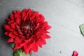 Beautiful red dahlia flower on grey table, top view. Space for text Royalty Free Stock Photo