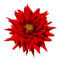 Beautiful red dahlia flower isolated on white background Royalty Free Stock Photo