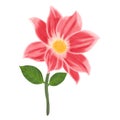 Beautiful Red Dahlia flower isolated on white background illustration Royalty Free Stock Photo