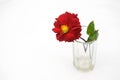 The beautiful red dahlia flower with leaf in the glass isolated on white background Royalty Free Stock Photo