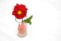 The beautiful red dahlia flower with leaf in the glass isolated on white background Royalty Free Stock Photo